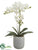 Phalaenopsis Orchid Plant - White - Pack of 1