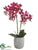Phalaenopsis Orchid Plant - Orchid - Pack of 1