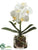 Phalaenopsis Orchid Plant - White - Pack of 1