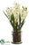 Cymbidium Orchid Plant - Cream - Pack of 1