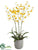 Oncidium Orchid Plant - Yellow - Pack of 1