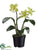 Cattleya Orchid Plant - Green Cream - Pack of 6
