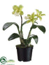 Silk Plants Direct Cattleya Orchid Plant - Green Cream - Pack of 6