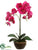 Phalaenopsis Orchid Plant - Orchid - Pack of 4