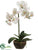 Phalaenopsis Orchid Plant - White - Pack of 4