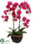 Phalaenopsis Orchid Plant - Orchid - Pack of 3