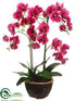 Silk Plants Direct Phalaenopsis Orchid Plant - Orchid - Pack of 3