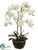 Phalaenopsis Orchid Plant - White - Pack of 3