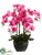 Phalaenopsis Orchid Plant - Orchid - Pack of 2