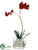 Mini Phalaenopsis Orchid - Red - Pack of 4