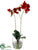 Phalaenopsis Orchid Plant - Red - Pack of 1
