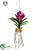Hanging Vanda Orchid Plant - Orchid - Pack of 4