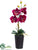 Phalaenopsis Orchid Plant - Orchid - Pack of 8