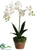 Phalaenopsis Orchid Plant - White Yellow - Pack of 2