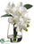 Phalaenopsis Orchid Plant - Cream - Pack of 4