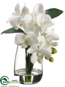 Phalaenopsis Orchid Plant - Cream - Pack of 4