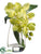 Phalaenopsis Orchid Plant - Green - Pack of 4