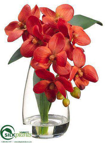Phalaenopsis Orchid Plant - Orange - Pack of 4