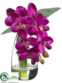 Phalaenopsis Orchid Plant - Violet - Pack of 4