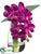 Phalaenopsis Orchid Plant - Violet - Pack of 4