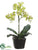 Phalaenopsis Orchid Plant - Green - Pack of 4