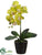 Phalaenopsis Orchid Plant - Green - Pack of 4