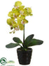 Silk Plants Direct Phalaenopsis Orchid Plant - Green - Pack of 4