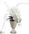 Phalaenopsis Orchid Plant - Cream - Pack of 4
