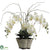 Phalaenopsis Orchid Plant - Cream - Pack of 2