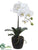 Phalaenopsis Orchid Plant - Cream - Pack of 6