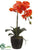 Phalaenopsis Orchid Plant - Orange - Pack of 6