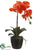 Phalaenopsis Orchid Plant - Orange - Pack of 6