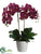 Phalaenopsis Orchid Plant - Orchid - Pack of 2