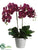 Phalaenopsis Orchid Plant - Orchid - Pack of 2