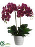 Silk Plants Direct Phalaenopsis Orchid Plant - Orchid - Pack of 2