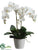 Phalaenopsis Orchid Plant - White - Pack of 2
