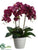 Phalaenopsis Orchid Plant - Orchid - Pack of 2