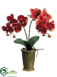 Phalaenopsis Orchid Plant - Brick Mustard - Pack of 6