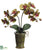 Phalaenopsis Orchid Plant - Brick Mustard Green Brick - Pack of 6