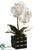 Phalaenopsis Orchid Plant - White Yellow - Pack of 6