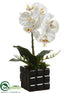 Silk Plants Direct Phalaenopsis Orchid Plant - White Yellow - Pack of 6