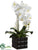 Phalaenopsis Orchid Plant - White Yellow - Pack of 4