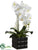 Phalaenopsis Orchid Plant - White Yellow - Pack of 4