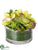 Cymbidium Orchid, Succulent Arrangement - Green Burgundy - Pack of 4