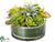 Cymbidium Orchid, Succulent Arrangement - Green Burgundy - Pack of 4