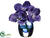 Vanda Orchid - Orchid - Pack of 4