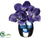 Vanda Orchid - Orchid - Pack of 4