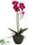 Phalaenopsis Orchid Plant - Fuchsia - Pack of 4