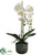 Phalaenopsis Orchid Plant - White Yellow - Pack of 6