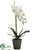 Phalaenopsis Orchid Plant - White Yellow - Pack of 4